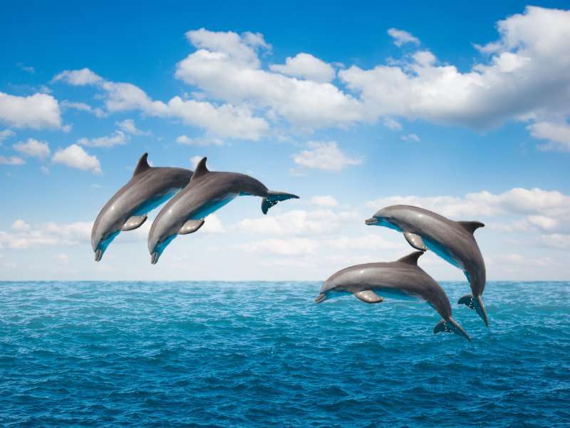 Dolphin Watching Trip